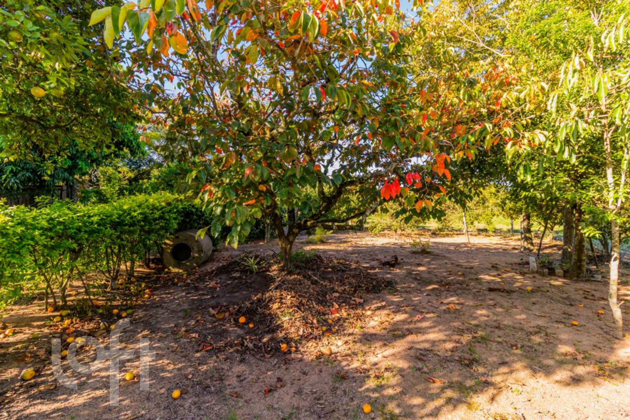 Imagem da propriedade 61