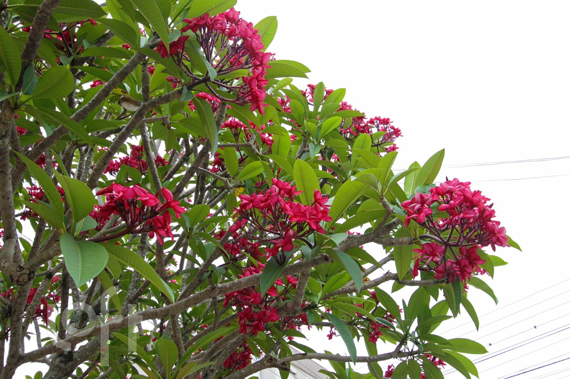 Imagem da propriedade 6