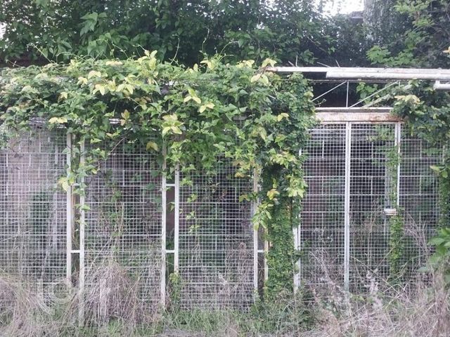 Casa com 220m², 3 dormitórios, Menino Deus em Porto Alegre