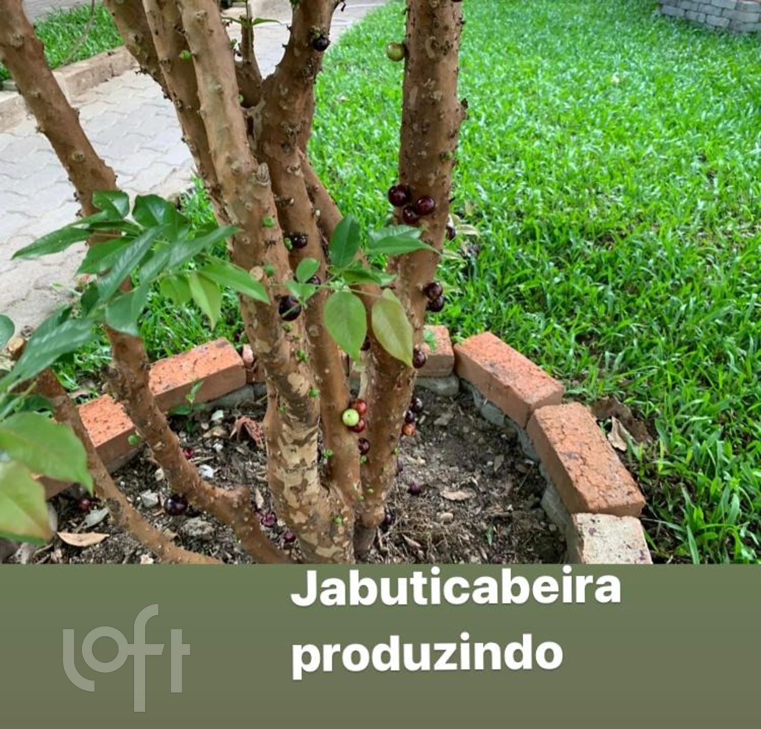 Imagem da propriedade 27