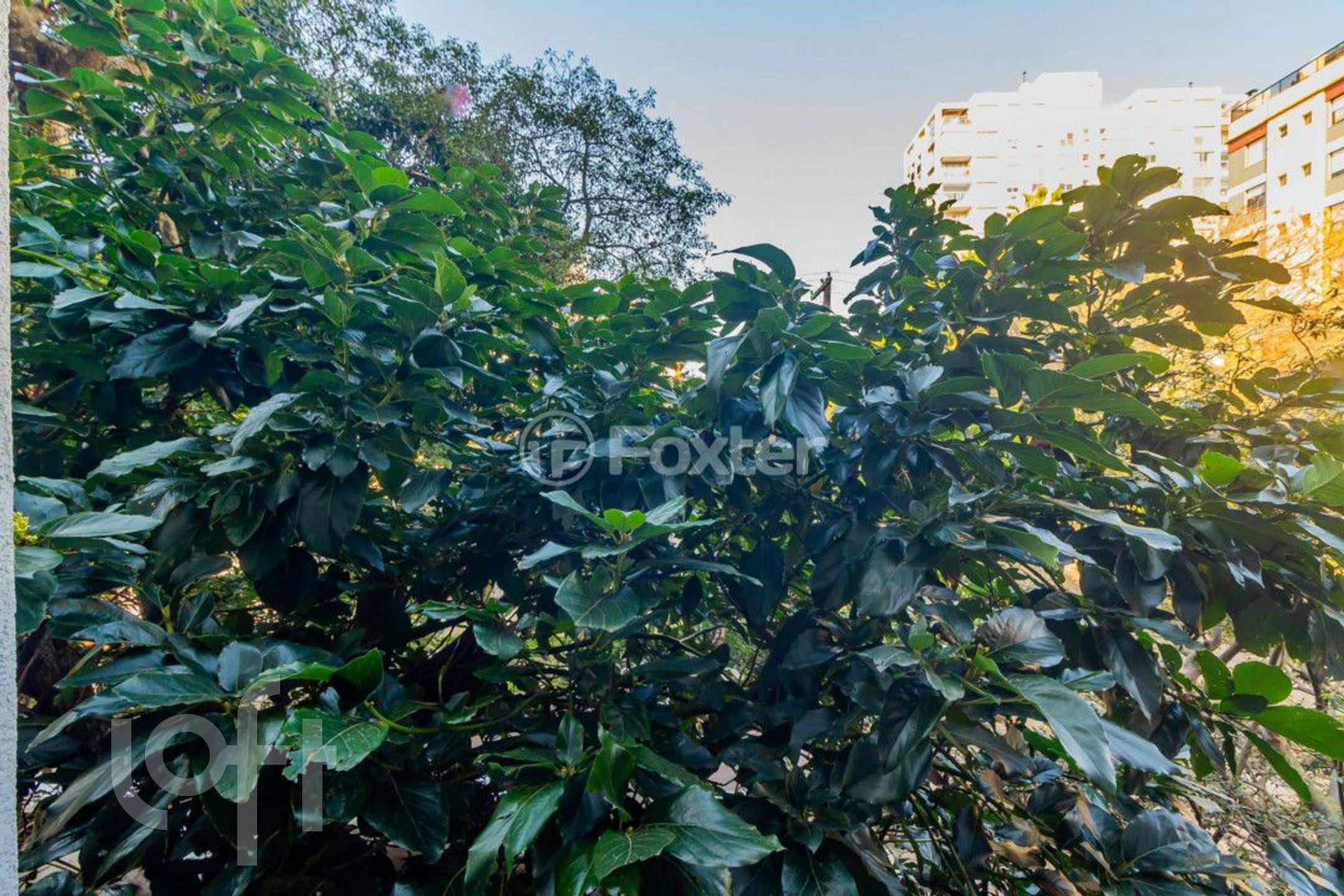 Imagem da propriedade 7