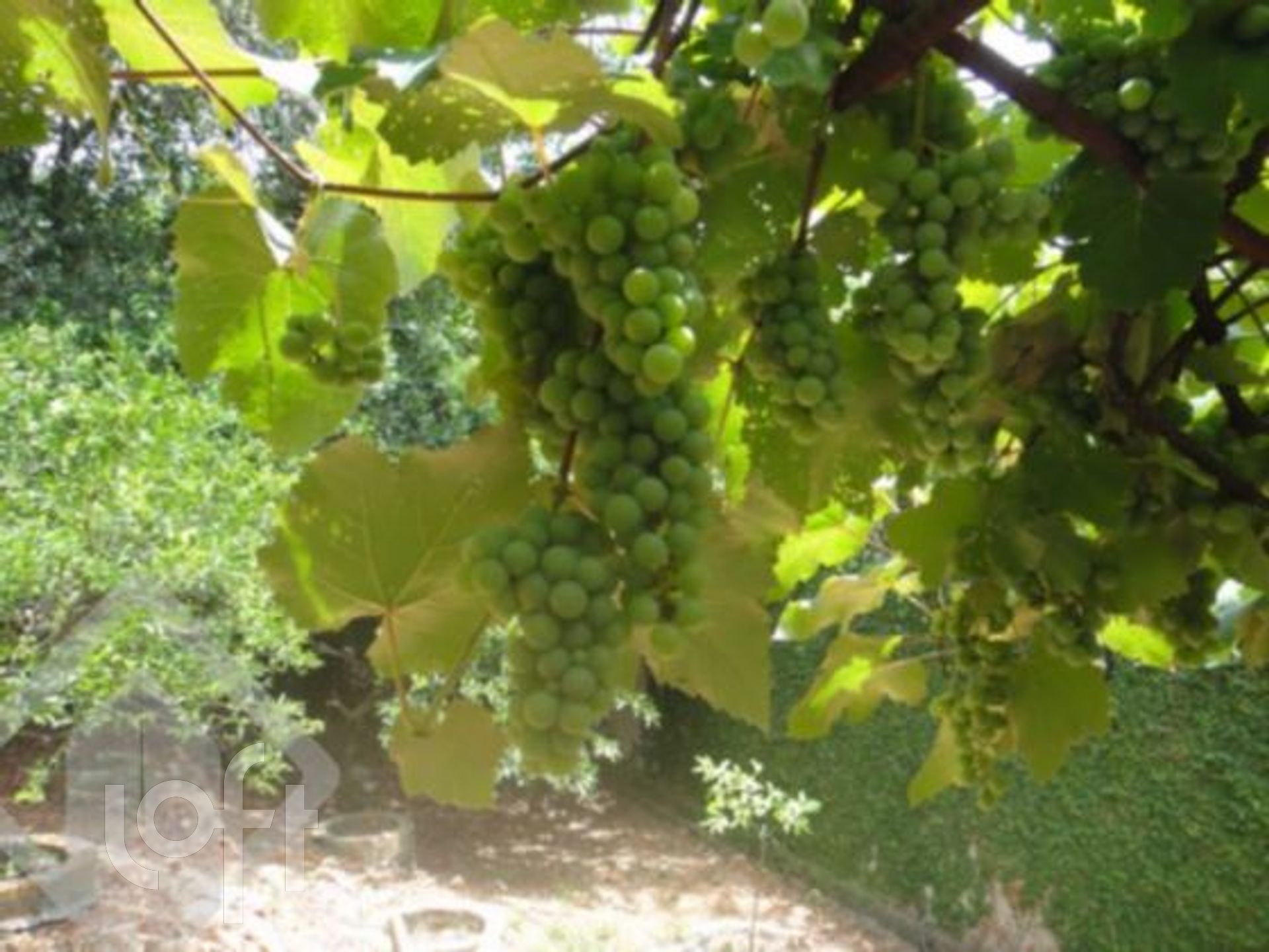 Imagem da propriedade 12