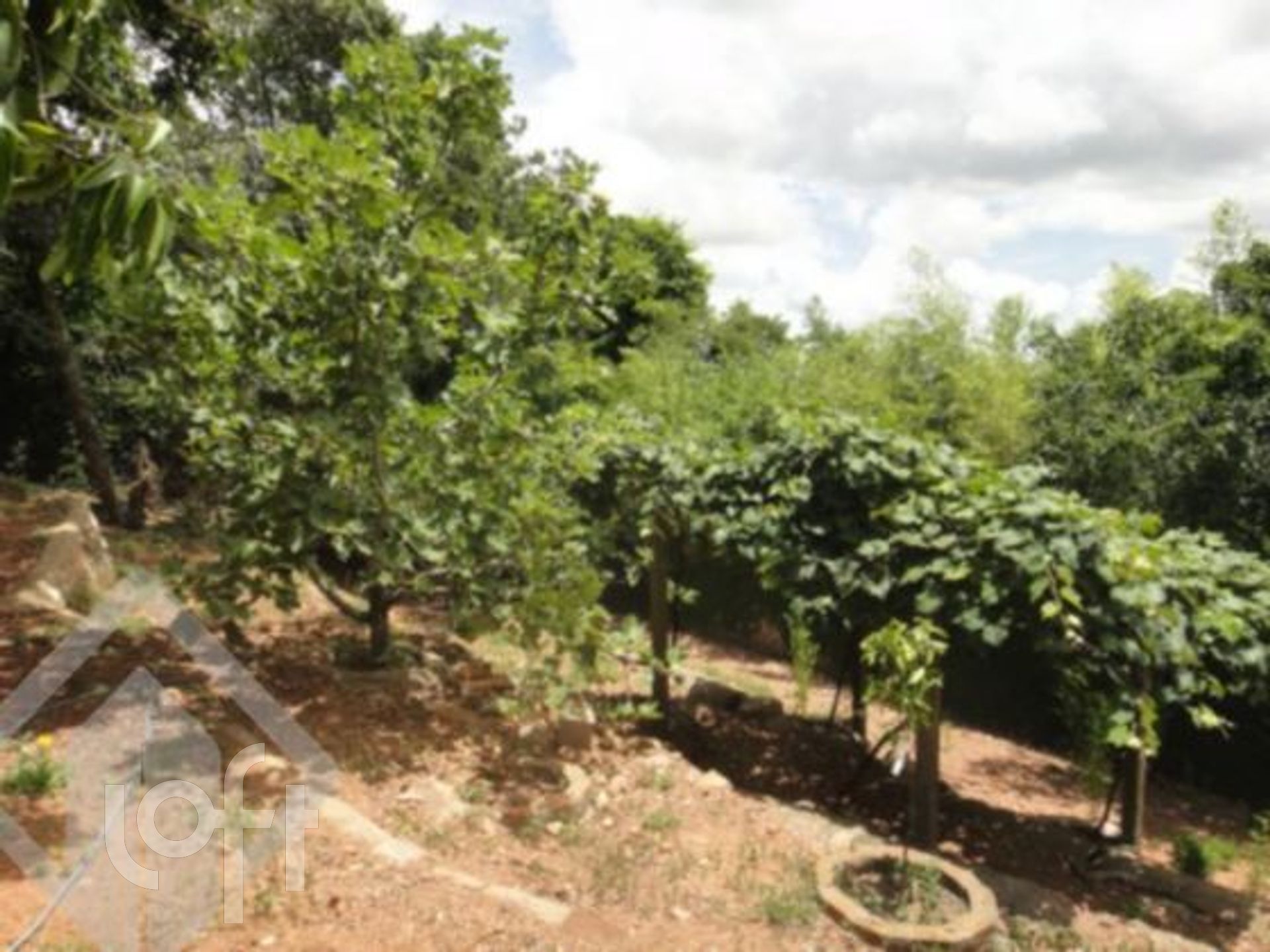 Imagem da propriedade 11