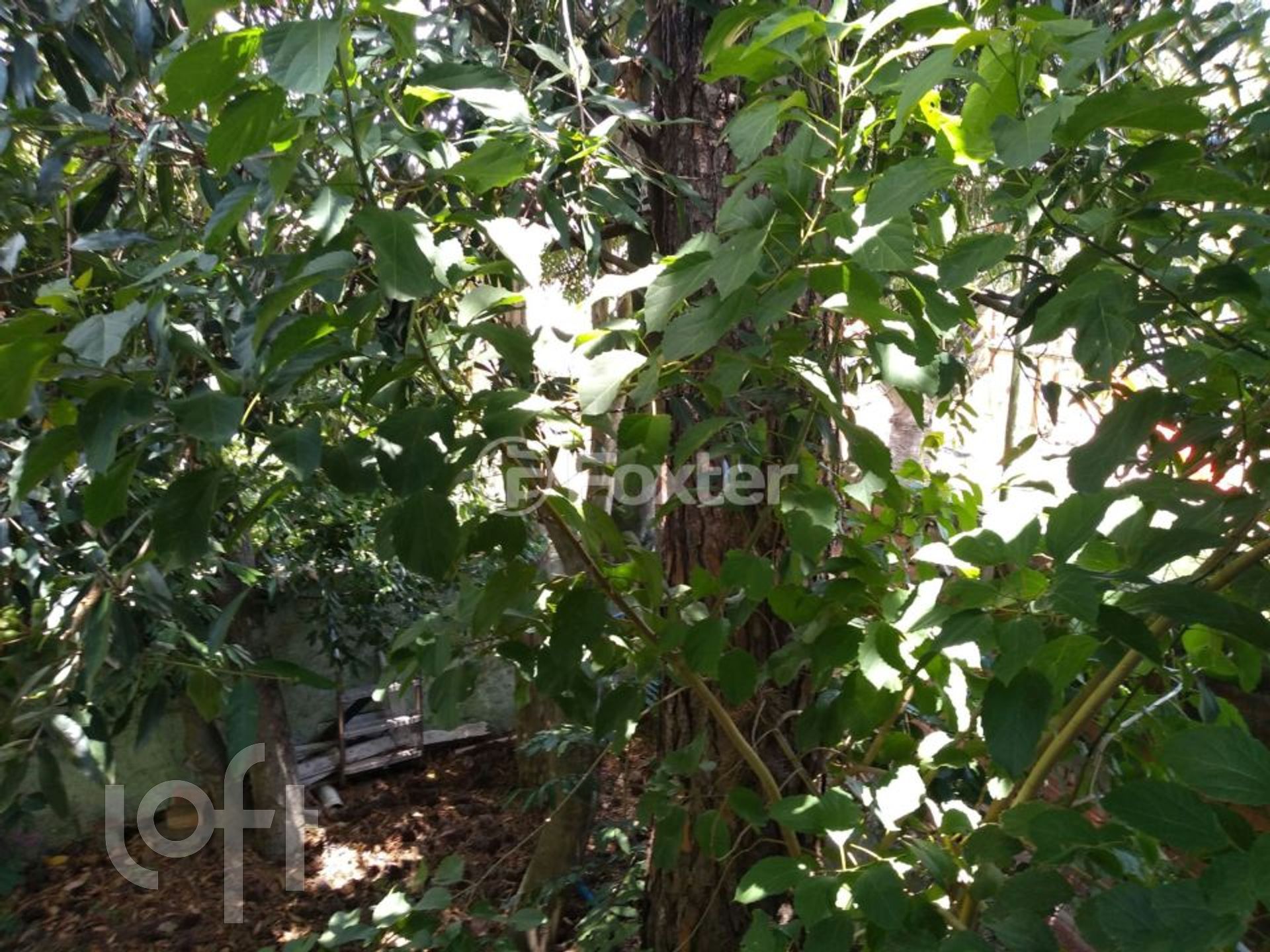 Imagem da propriedade 29