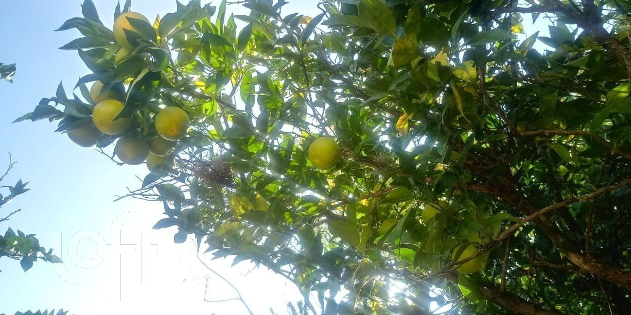 Imagem da propriedade 21