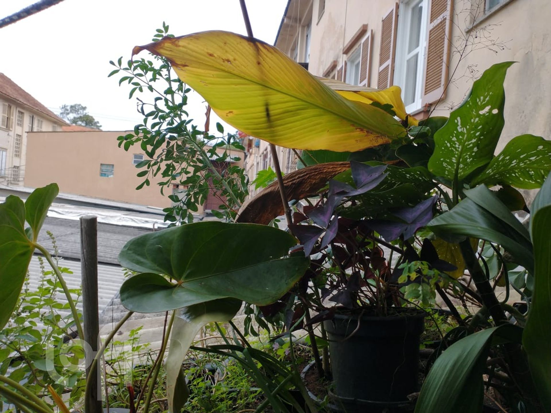 Imagem da propriedade 18