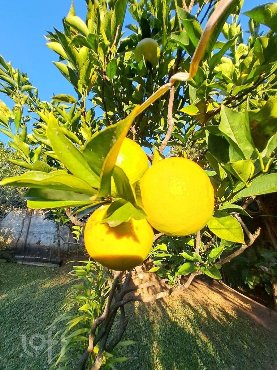 Imagem da propriedade 49