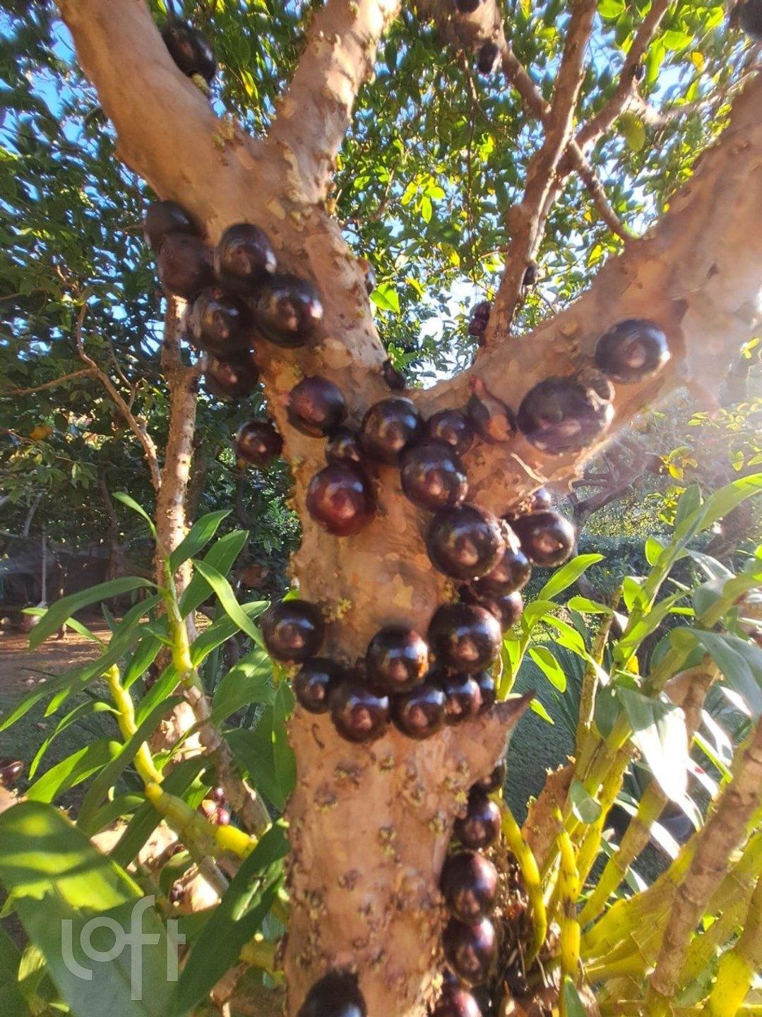 Imagem da propriedade 47